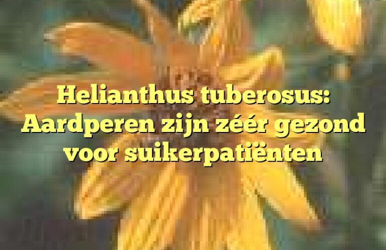 Helianthus tuberosus: Aardperen zijn zéér gezond voor suikerpatiënten