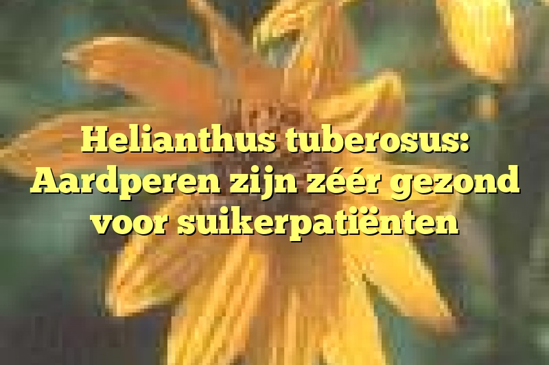 Helianthus tuberosus: Aardperen zijn zéér gezond voor suikerpatiënten