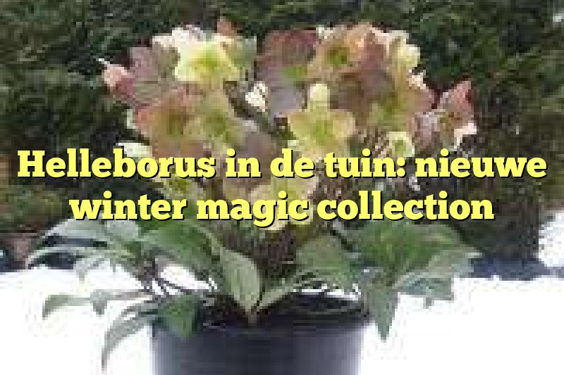 Helleborus in de tuin: nieuwe winter magic collection