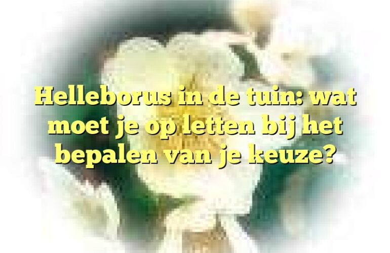 Helleborus in de tuin: wat moet je op letten bij het bepalen van je keuze?