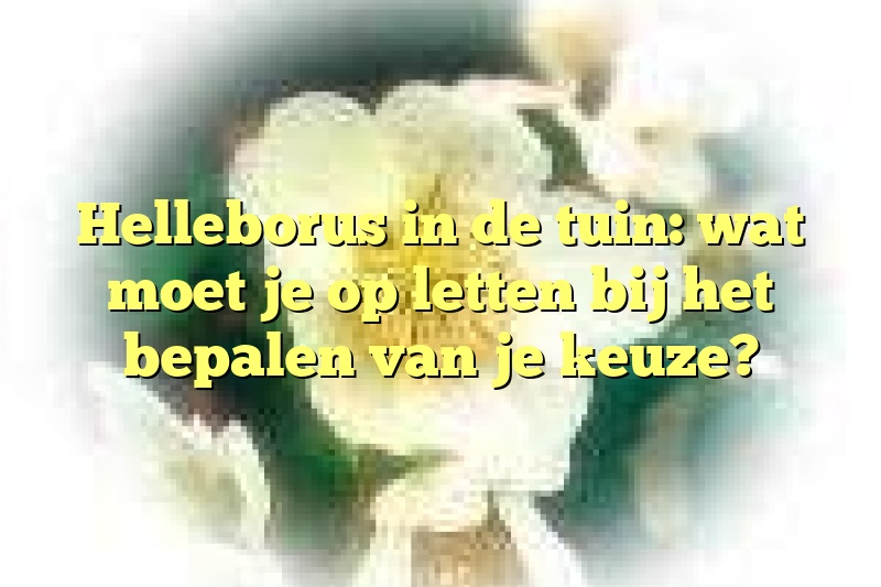 Helleborus in de tuin: wat moet je op letten bij het bepalen van je keuze?