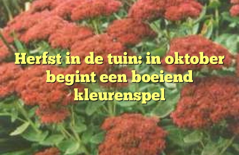 Herfst in de tuin: in oktober begint een boeiend kleurenspel