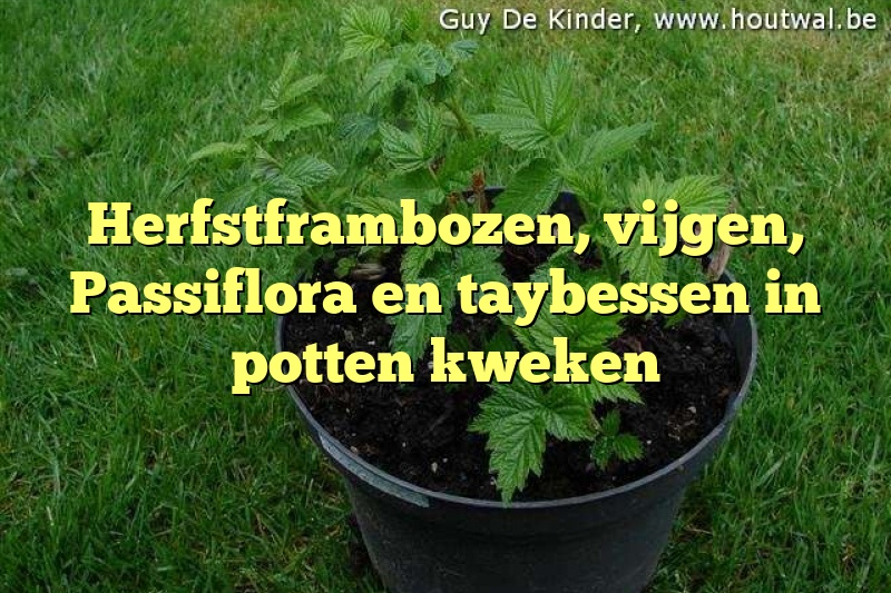 Herfstframbozen, vijgen, Passiflora en taybessen in potten kweken