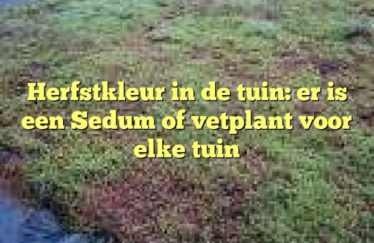 Herfstkleur in de tuin: er is een Sedum of vetplant voor elke tuin