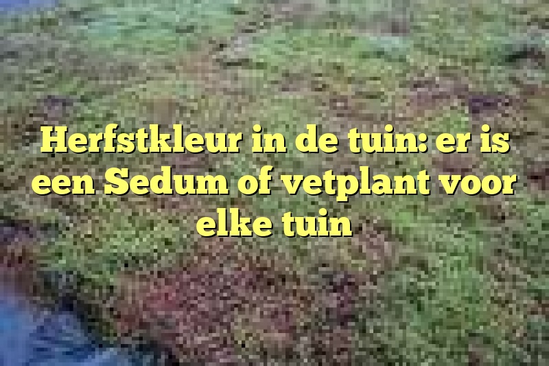 Herfstkleur in de tuin: er is een Sedum of vetplant voor elke tuin