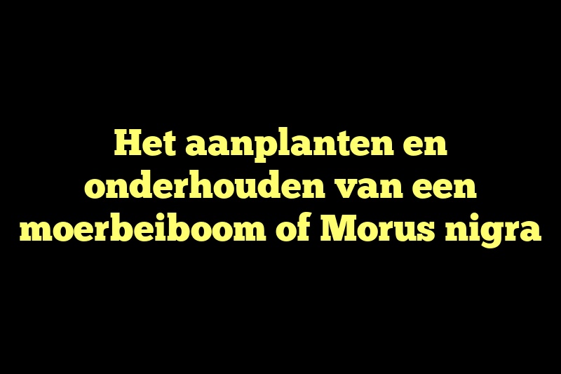 Het aanplanten en onderhouden van een moerbeiboom of Morus nigra