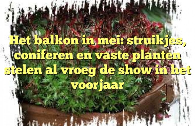 Het balkon in mei: struikjes, coniferen en vaste planten stelen al vroeg de show in het voorjaar