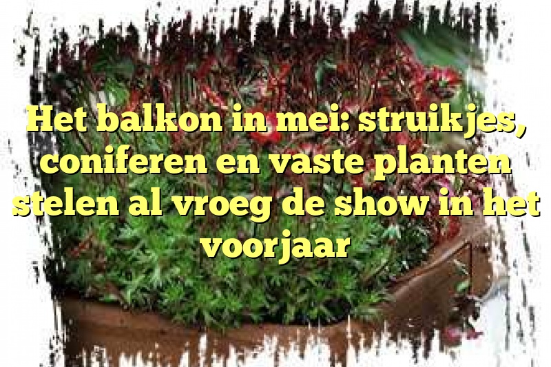 Het balkon in mei: struikjes, coniferen en vaste planten stelen al vroeg de show in het voorjaar