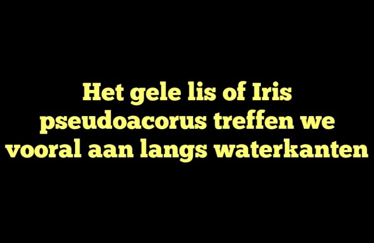 Het gele lis of Iris pseudoacorus treffen we vooral aan langs waterkanten