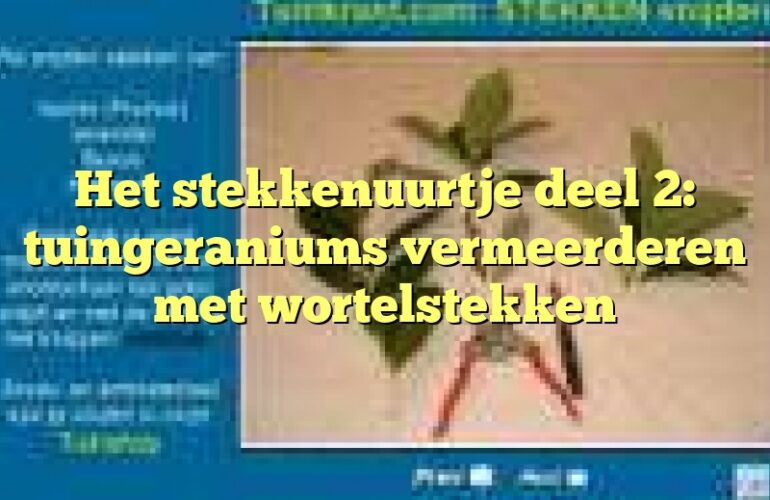 Het stekkenuurtje deel 2: tuingeraniums vermeerderen met wortelstekken