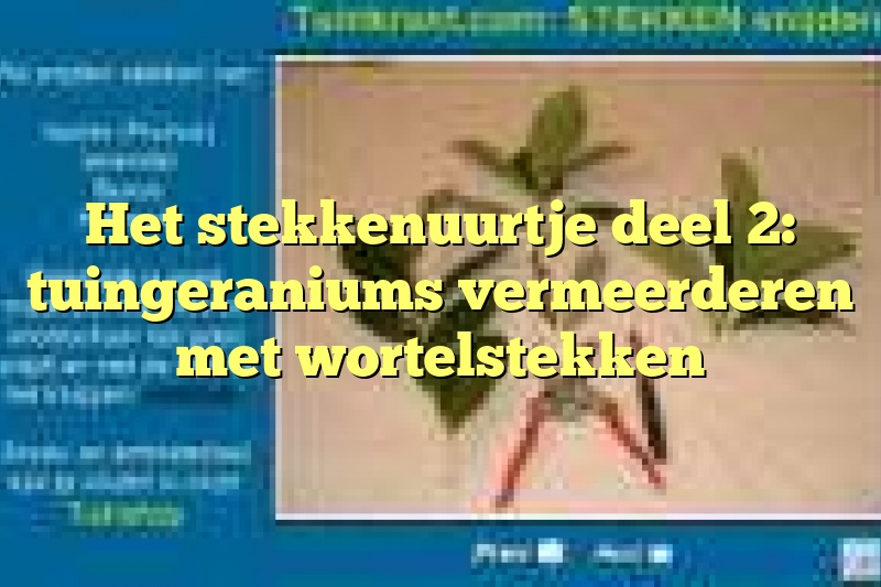 Het stekkenuurtje deel 2: tuingeraniums vermeerderen met wortelstekken