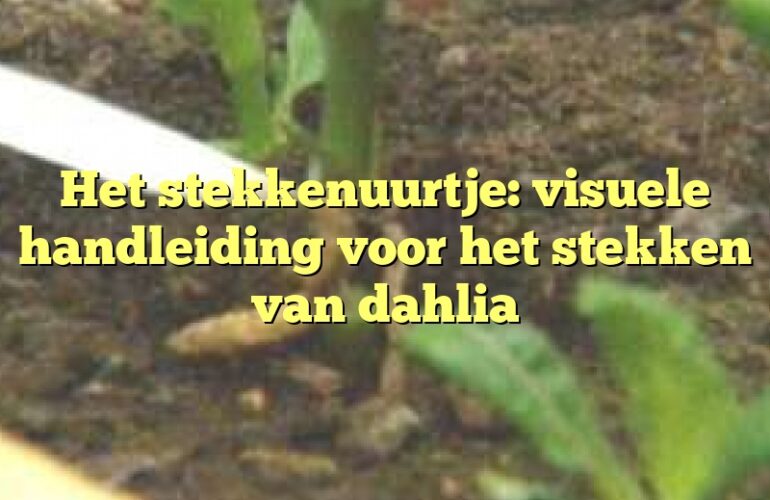 Het stekkenuurtje: visuele handleiding voor het stekken van dahlia