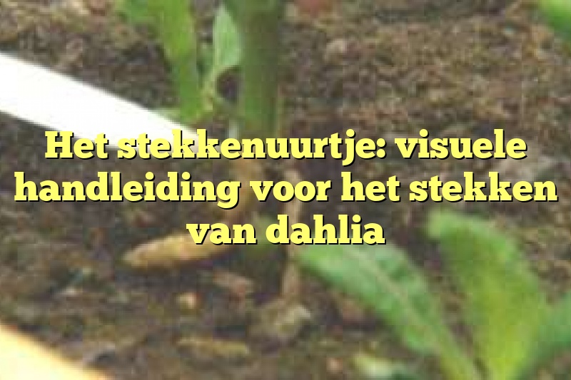 Het stekkenuurtje: visuele handleiding voor het stekken van dahlia