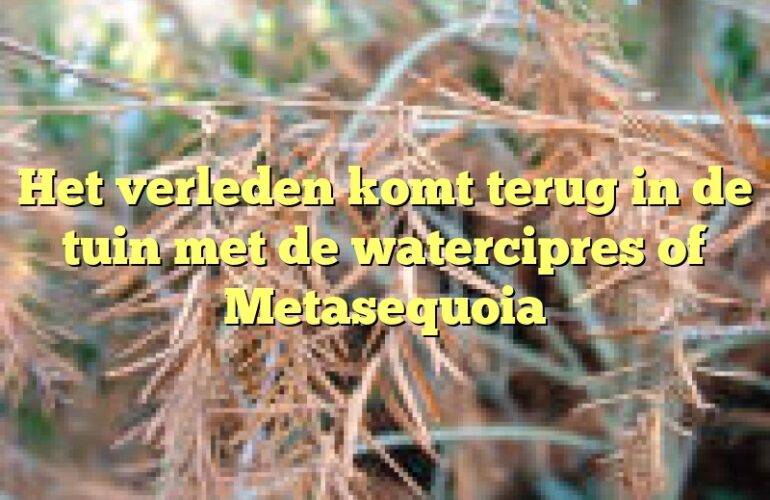 Het verleden komt terug in de tuin met de watercipres of Metasequoia