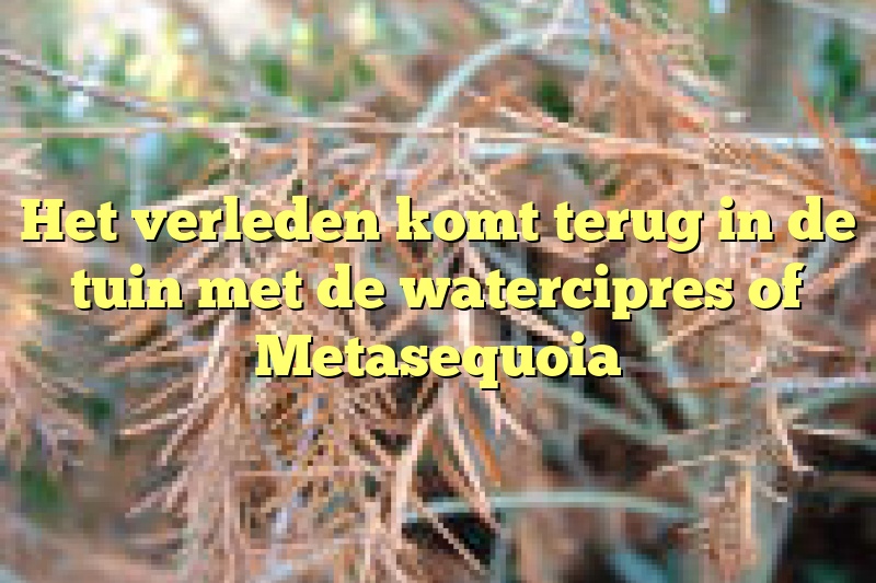 Het verleden komt terug in de tuin met de watercipres of Metasequoia