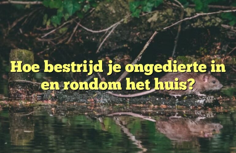 Hoe bestrijd je ongedierte in en rondom het huis?