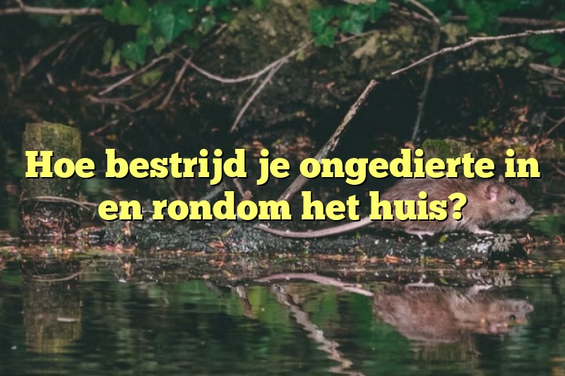 Hoe bestrijd je ongedierte in en rondom het huis?