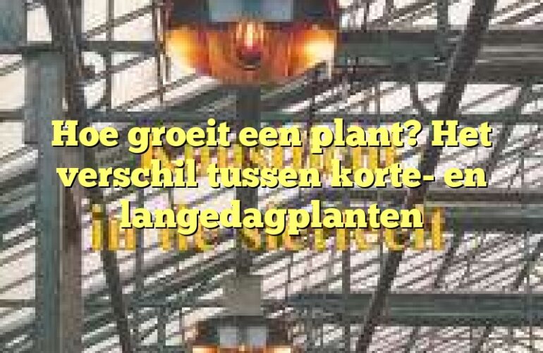 Hoe groeit een plant? Het verschil tussen korte- en langedagplanten