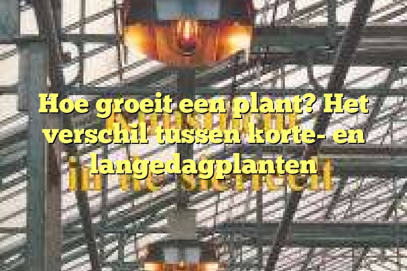 Hoe groeit een plant? Het verschil tussen korte- en langedagplanten