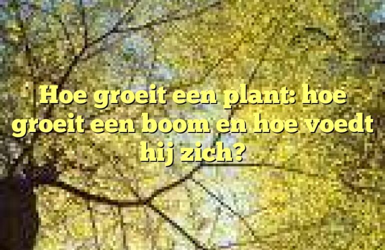 Hoe groeit een plant: hoe groeit een boom en hoe voedt hij zich?