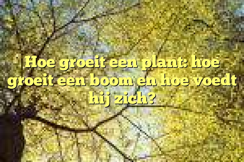 Hoe groeit een plant: hoe groeit een boom en hoe voedt hij zich?