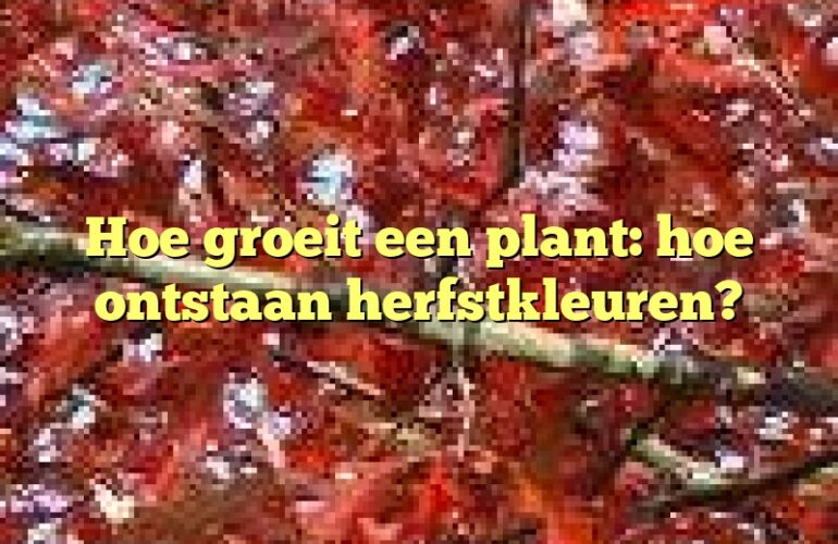 Hoe groeit een plant: hoe ontstaan herfstkleuren?