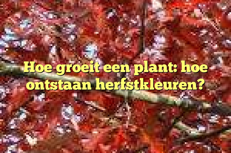 Hoe groeit een plant: hoe ontstaan herfstkleuren?