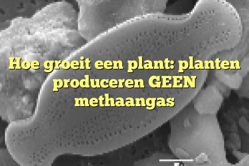 Hoe groeit een plant: planten produceren GEEN methaangas