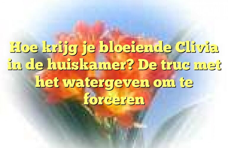 Hoe krijg je bloeiende Clivia in de huiskamer? De truc met het watergeven om te forceren