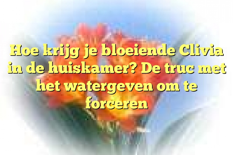 Hoe krijg je bloeiende Clivia in de huiskamer? De truc met het watergeven om te forceren