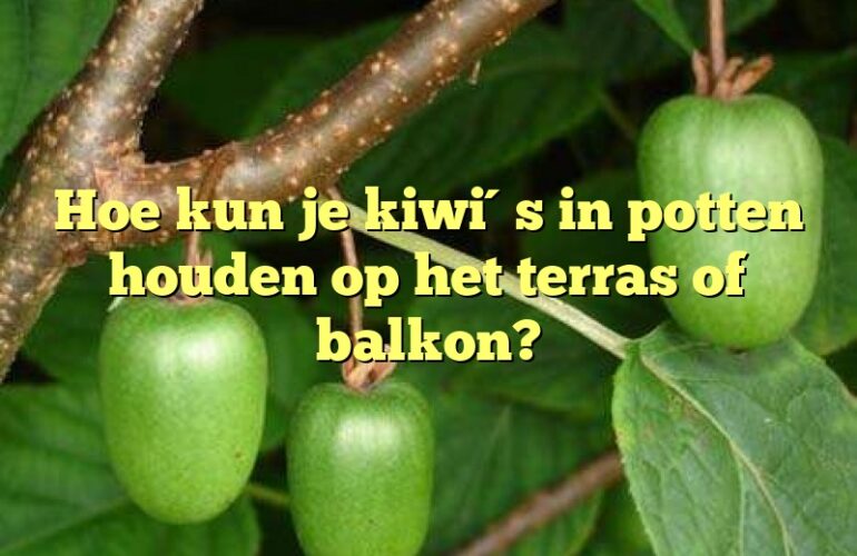 Hoe kun je kiwi´s in potten houden op het terras of balkon?