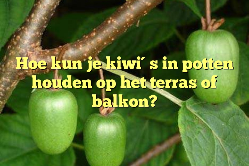 Hoe kun je kiwi´s in potten houden op het terras of balkon?