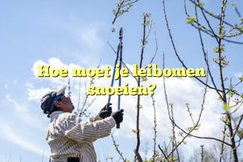 Hoe moet je leibomen snoeien?