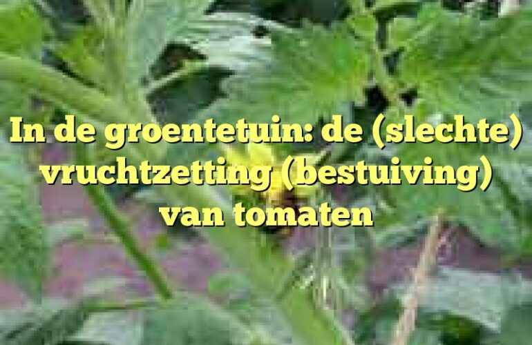 In de groentetuin: de (slechte) vruchtzetting (bestuiving) van tomaten