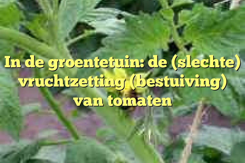 In de groentetuin: de (slechte) vruchtzetting (bestuiving) van tomaten