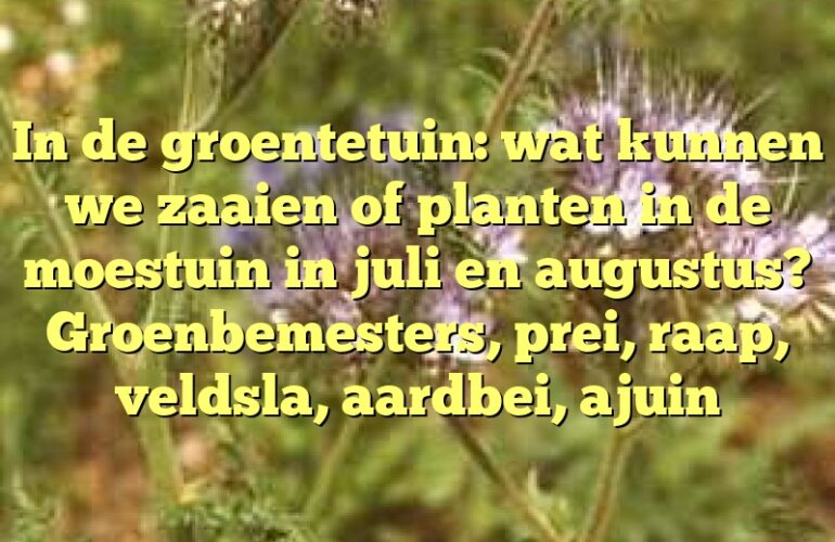 In de groentetuin: wat kunnen we zaaien of planten in de moestuin in juli en augustus? Groenbemesters, prei, raap, veldsla, aardbei, ajuin