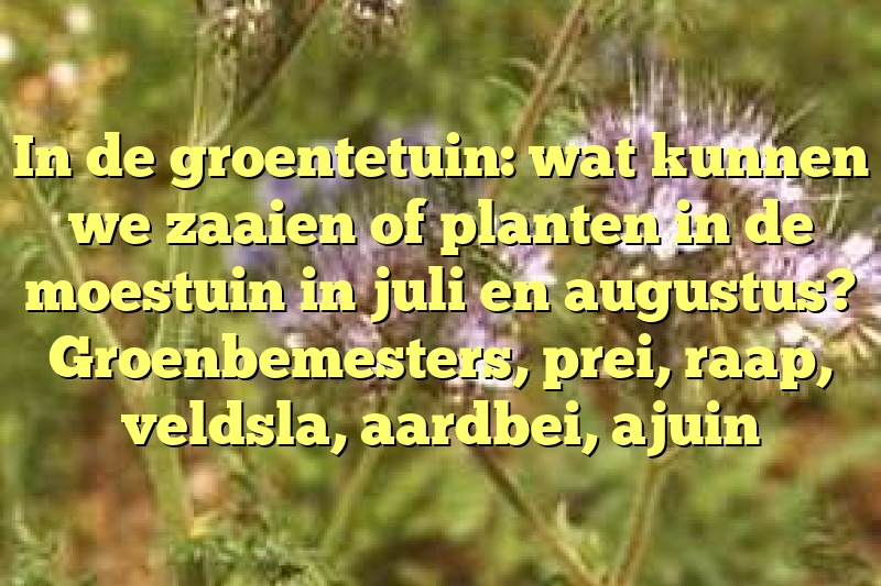 In de groentetuin: wat kunnen we zaaien of planten in de moestuin in juli en augustus? Groenbemesters, prei, raap, veldsla, aardbei, ajuin