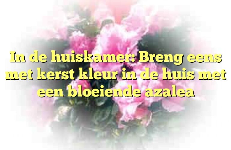 In de huiskamer: Breng eens met kerst kleur in de huis met een bloeiende azalea