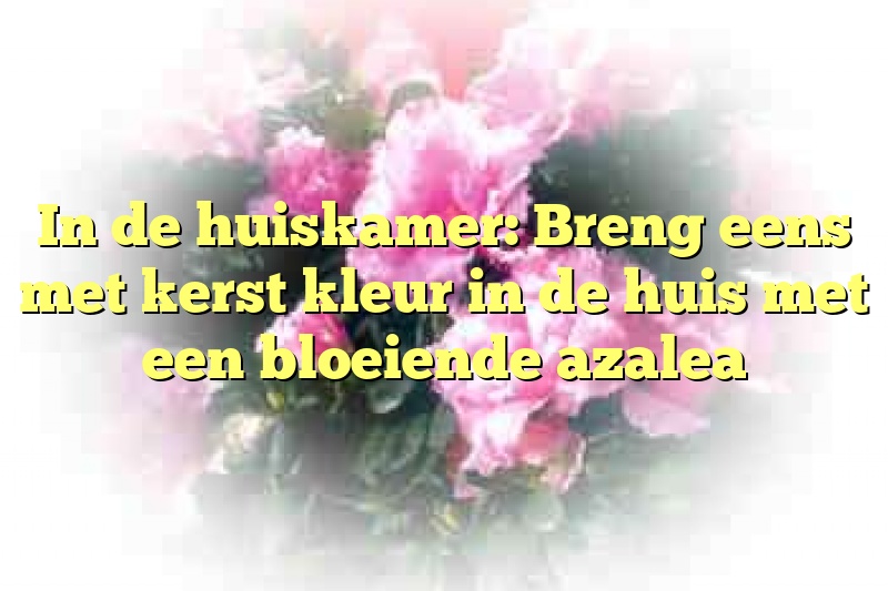 In de huiskamer: Breng eens met kerst kleur in de huis met een bloeiende azalea