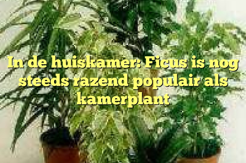 In de huiskamer: Ficus is nog steeds razend populair als kamerplant