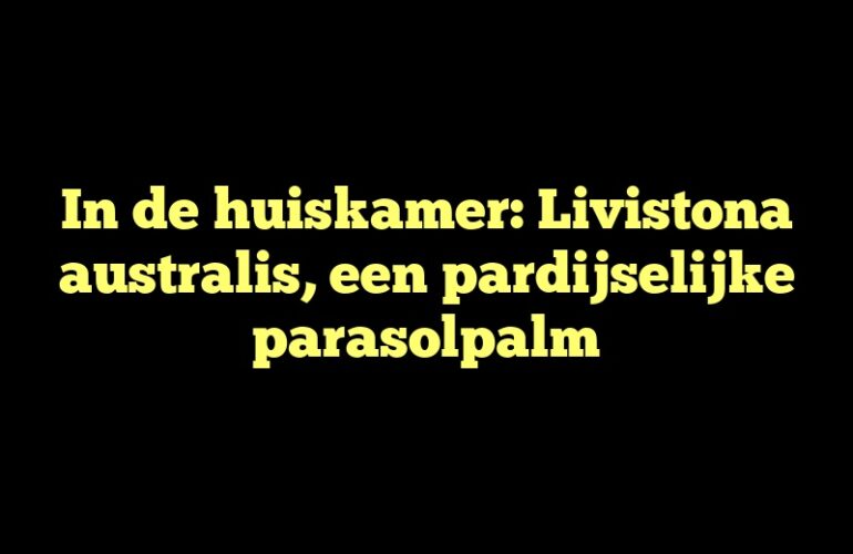 In de huiskamer: Livistona australis, een pardijselijke parasolpalm