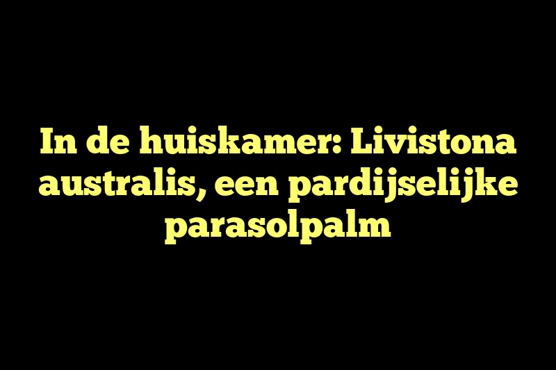 In de huiskamer: Livistona australis, een pardijselijke parasolpalm