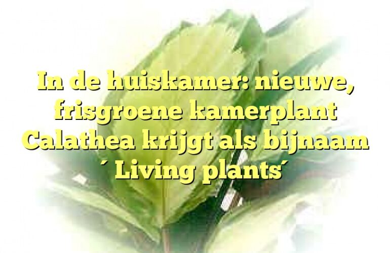 In de huiskamer: nieuwe, frisgroene kamerplant Calathea krijgt als bijnaam ´Living plants´