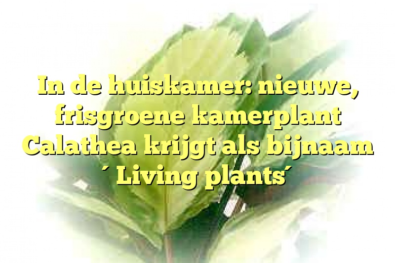 In de huiskamer: nieuwe, frisgroene kamerplant Calathea krijgt als bijnaam ´Living plants´