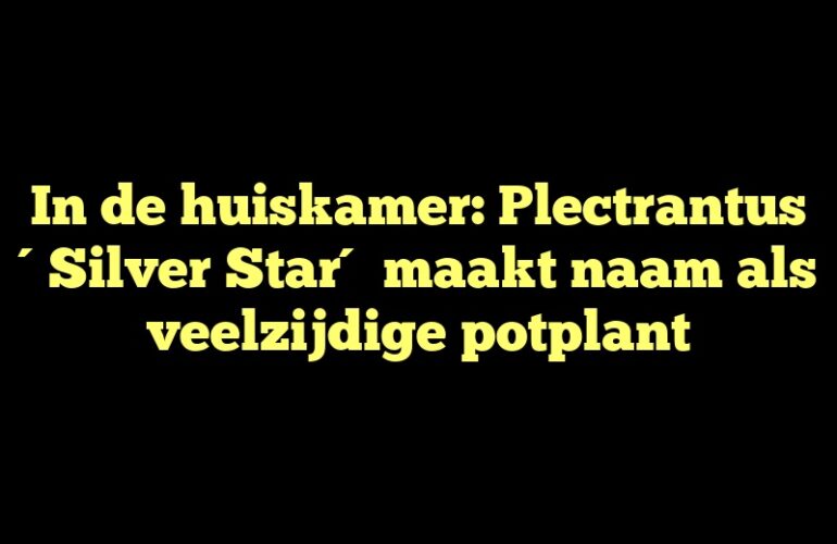 In de huiskamer: Plectrantus ´Silver Star´ maakt naam als veelzijdige potplant