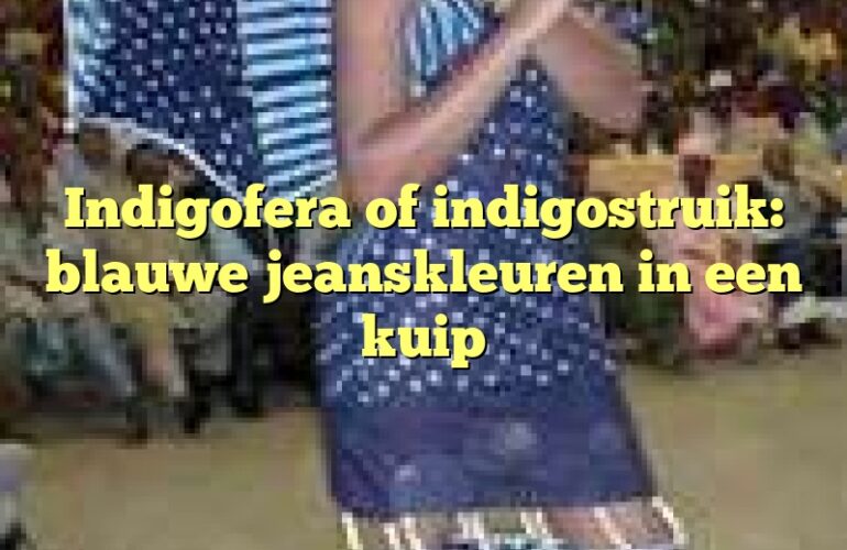 Indigofera of indigostruik: blauwe jeanskleuren in een kuip