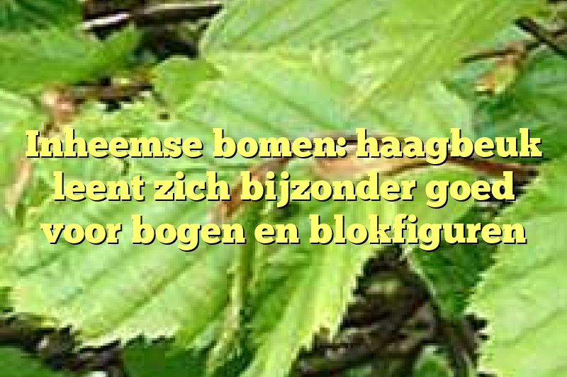 Inheemse bomen: haagbeuk leent zich bijzonder goed voor bogen en blokfiguren