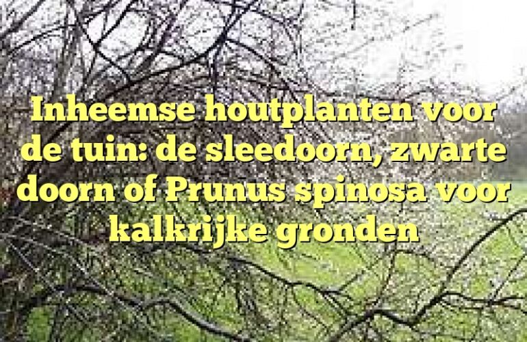 Inheemse houtplanten voor de tuin: de sleedoorn, zwarte doorn of Prunus spinosa voor kalkrijke gronden