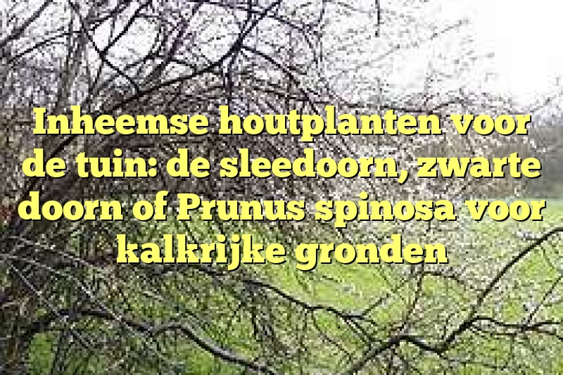 Inheemse houtplanten voor de tuin: de sleedoorn, zwarte doorn of Prunus spinosa voor kalkrijke gronden