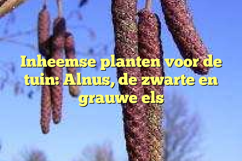 Inheemse planten voor de tuin: Alnus, de zwarte en grauwe els